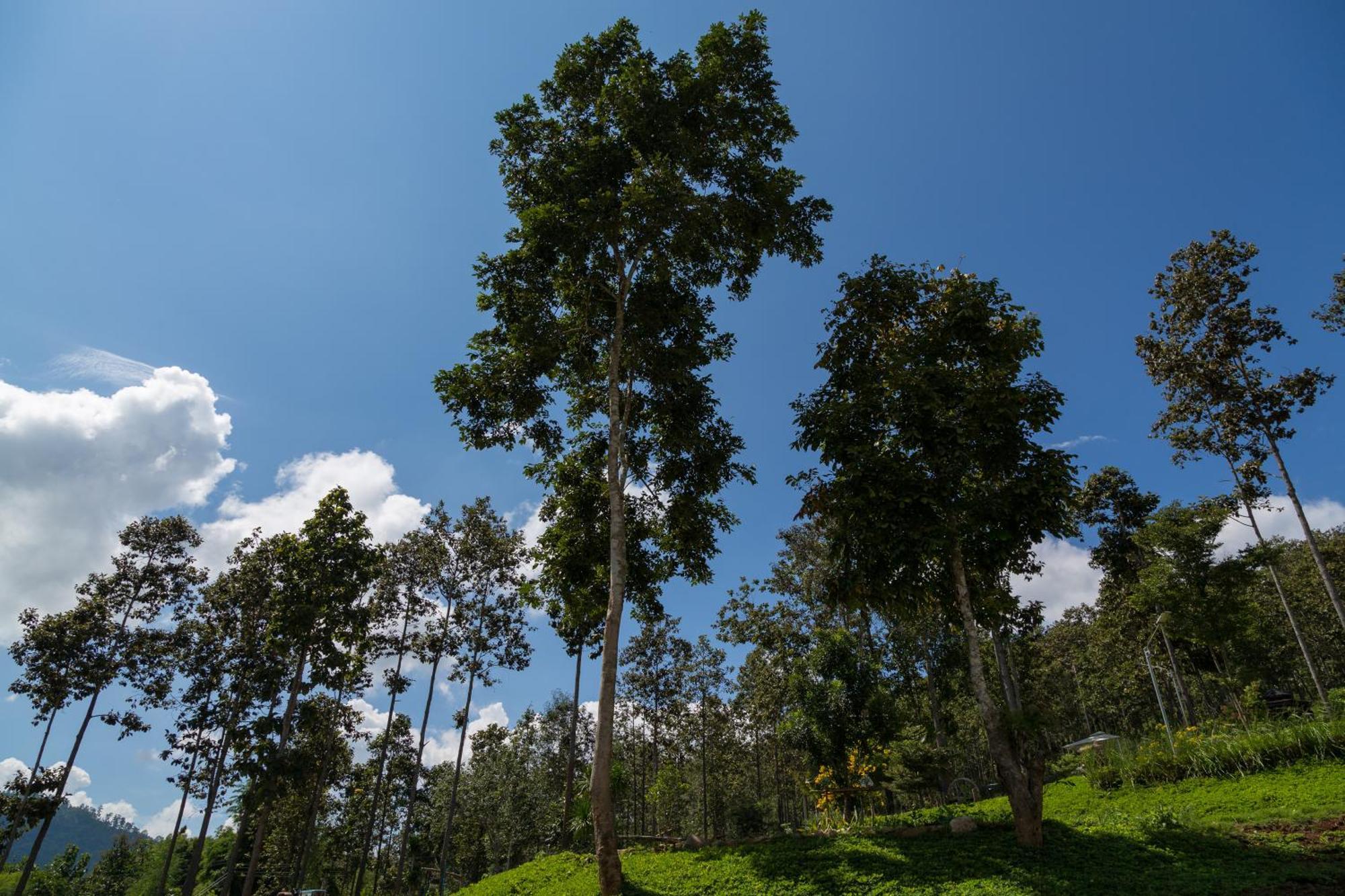 Отель Phu Pha View Doi Samoeng Экстерьер фото